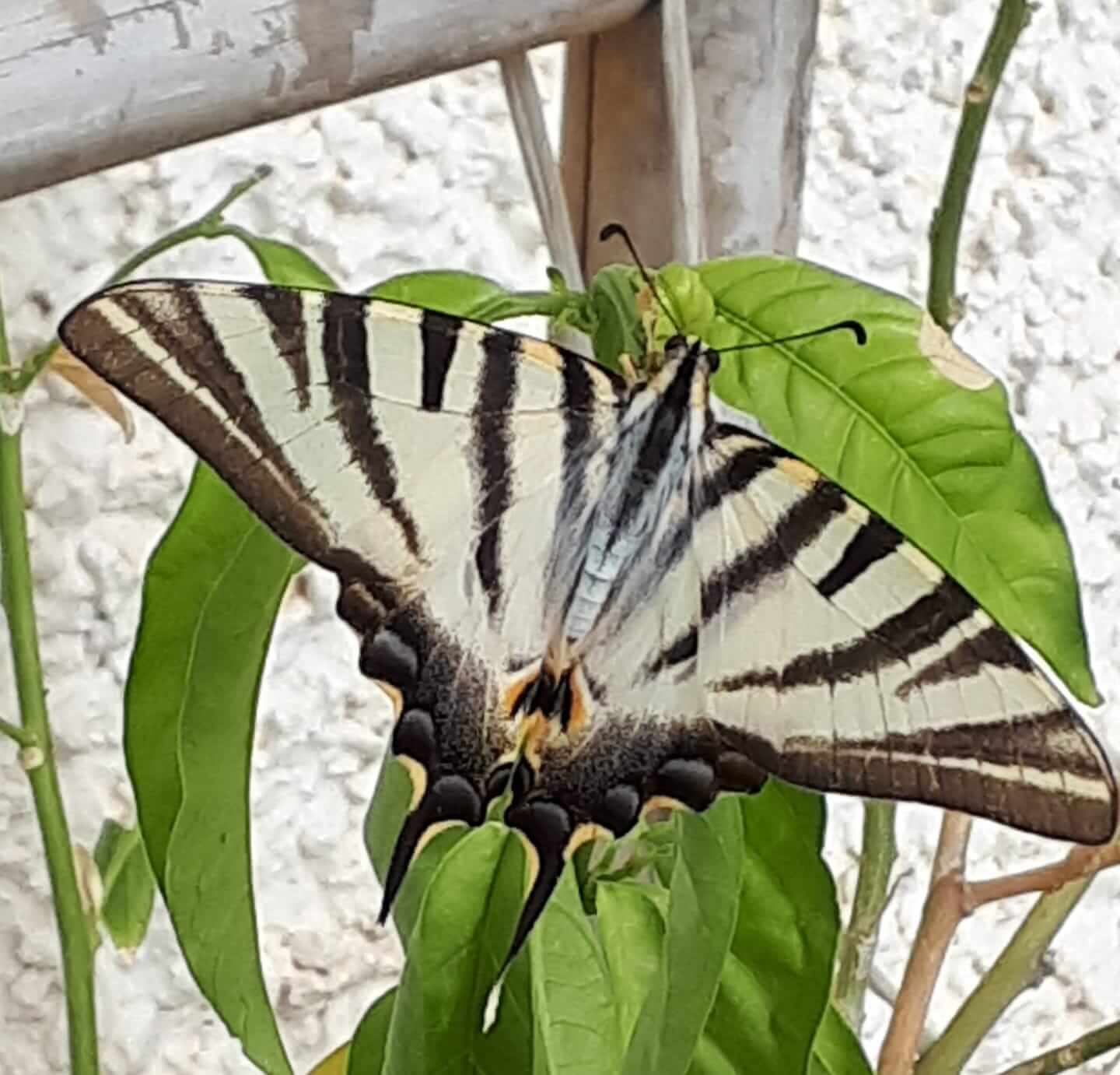 Afder Buterfly